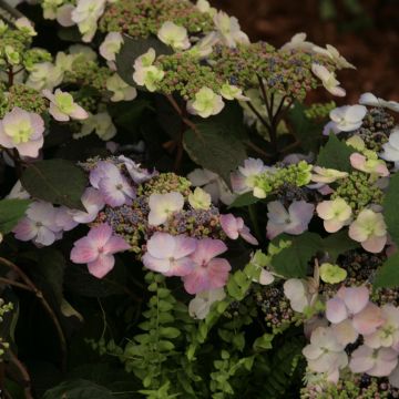Hydrangea macrophylla Blueberry Cheesecake - Schermhortensia