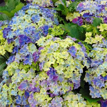 Hydrangea macrophylla Curly Sparkle Blue - Bolhortensia