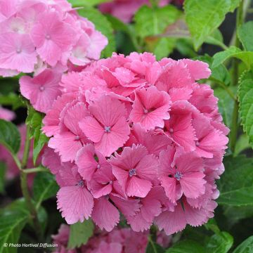 Hydrangea macrophylla Dolce Farfalle - Bolhortensia