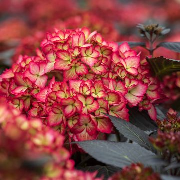 Hydrangea macrophylla Eclipse - Bolhortensia