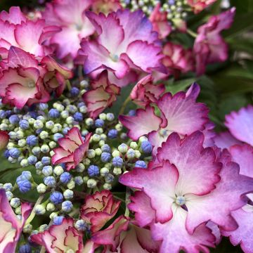 Hydrangea macrophylla Rendez-Vous French Cancan - Schermhortensia