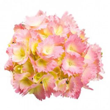 Hydrangea macrophylla Kumiko - Bolhortensia