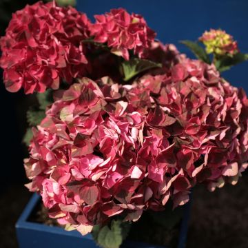 Hydrangea macrophylla Magical Crimson - Bolhortensia