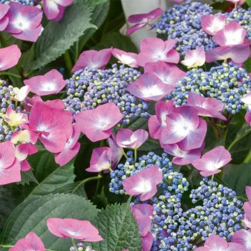 Hydrangea macrophylla Mousmee - Schermhortensia