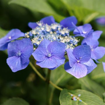 Schermhortensia Teller Blue - Schermhortensia