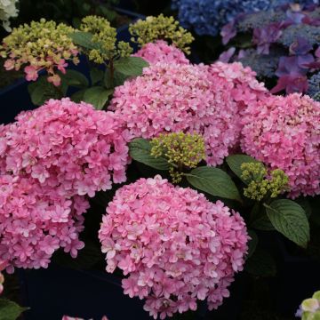 Hydrangea macrophylla Umbrella - Bolhortensia
