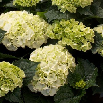 Hydrangea macrophylla Wudu - Boerenhortensia