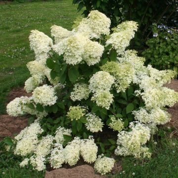Hydrangea paniculata Dentelle De Gorron Rencri - Pluimhortensia