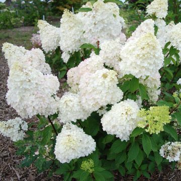 Hydrangea paniculata Diamantino - Pluimhortensia