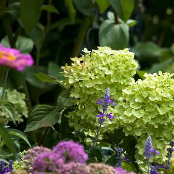 Hydrangea paniculata Little Lime - Dwergpluimhortensia