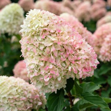 Hydrangea paniculata Living Candy Love - Pluimhortensia