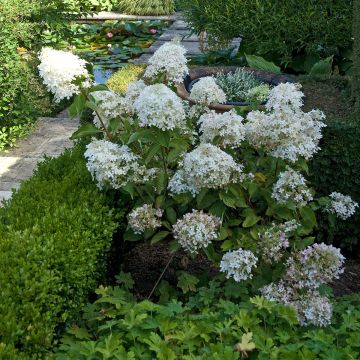 Hydrangea paniculata Phantom - Pluimhortensia