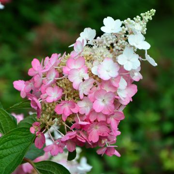 Hydrangea paniculata Pinky Winky - Pluimhortensia
