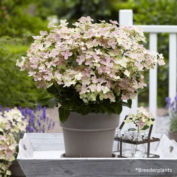 Hydrangea paniculata Switch Ophelia - Pluimhortensia