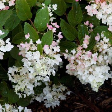 Hydrangea paniculata White Diamonds - Pluimhortensia