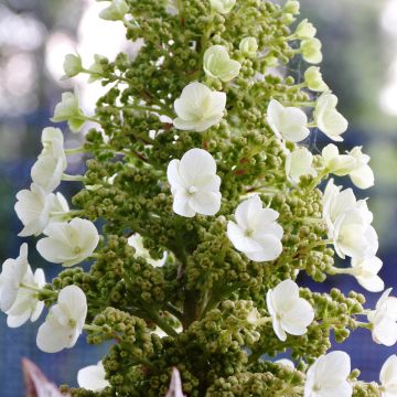 Hydrangea quercifolia Munchkin - Eikenbladhortensia