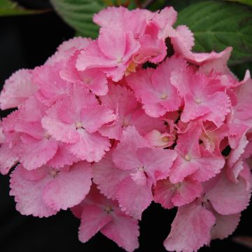 Hydrangea serrata Cap Sizun - Berghortensia
