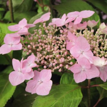 Hydrangea serrata Graciosa - Berghortensia