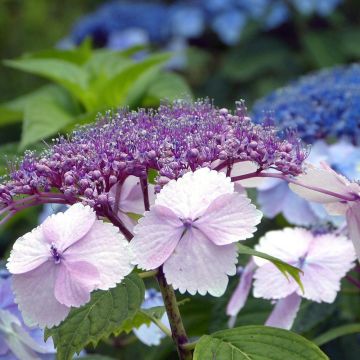 Hydrangea serrata Klaveren - Berghortensia