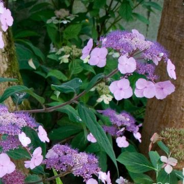 Hydrangea serrata Oamacha - Berghortensia