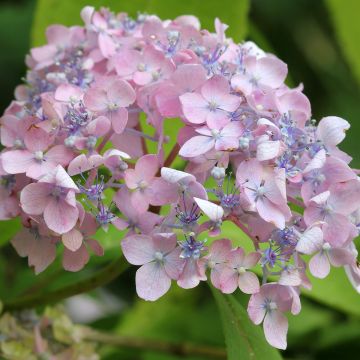 Hydrangea macrophylla Spreading beauty - Schermhortensia
