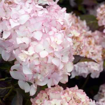 Hydrangea macrophylla Dolce France - Boerenhortensia