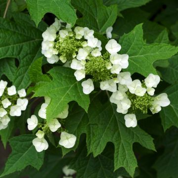 Hydrangea quercifolia - Eikenbladhortensia