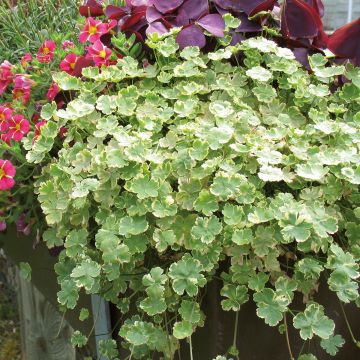 Hydrocotyle sibthorpioides Variegata - Bonte waternavel