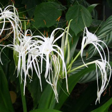 Hymenocallis longipetala - Spinlelie