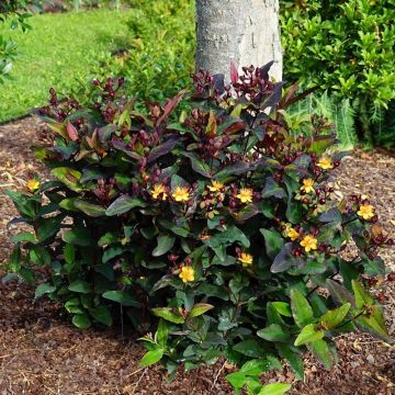 Hypericum Miracle Night - Hertshooi