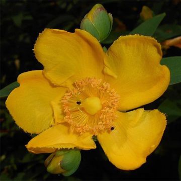 Hypericum moserianum - Hertshooi
