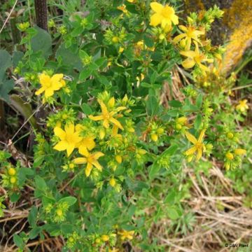 Hypericum perforatum - Sint-janskruid