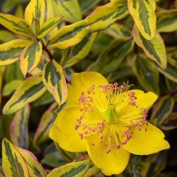 Hypericum moserianum Little Misstery - Hertshooi
