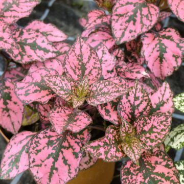 Hypoestes Hippo Pink - Sproetenplant