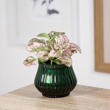 Hypoestes phyllostachya Roze - Sproetenplant