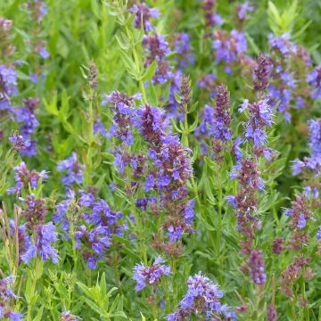 Hyssopus officinalis Blauw - Hysop