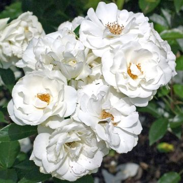 Rosa Iceberg - Stamroos