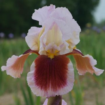 Iris germanica Ecstatic Echo - Baardiris