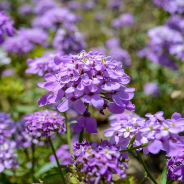 Iberis sempervirens Absolutely Amethyst - Scheefkelk