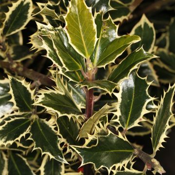 Ilex aquifolium Handsworth New Silver - Hulst