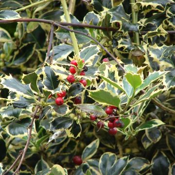 Ilex aquifolium Madame Briot - Hulst bont