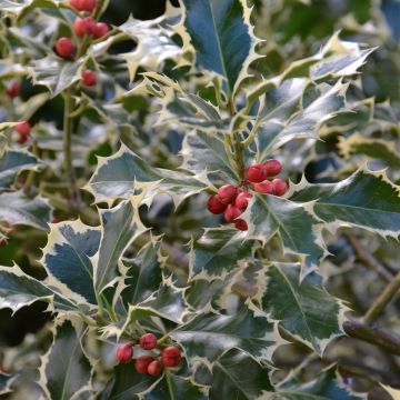 Ilex aquifolium Silver Queen - Hulst