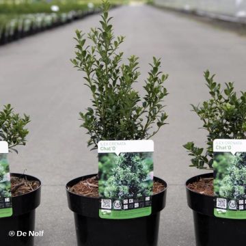 Ilex crenata Chato - Japanse hulst