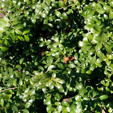 Ilex crenata Kinme - Japanse hulst