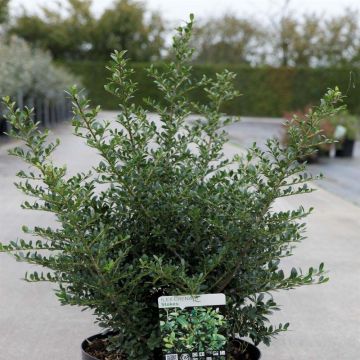 Ilex crenata Stokes - Japanse hulst