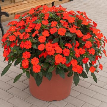 Impatiens hawkeri SunPatiens Vigorous Orange - Nieuw-Guinea-impatiens