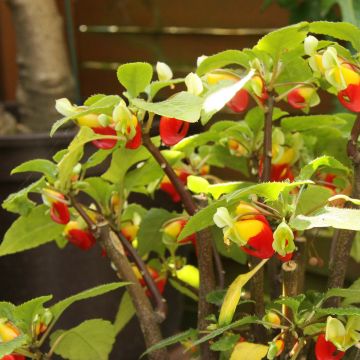 Impatiens niamniamensis Rood en Geel - Congobalsemien