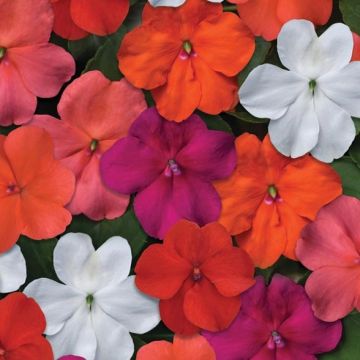 Impatiens walleriana Beacon Mix - Vlijtig liesje