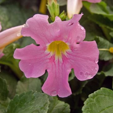 Incarvillea delavayi - Trompetklokje