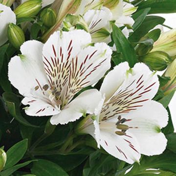 Alstroemeria Inticancha Magic White - Incalelie